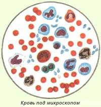 кровь под микроскопом