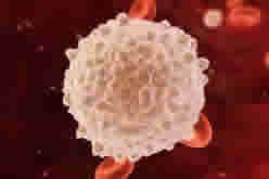 лимфоциты в крови