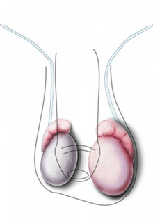 Медвежьи тайны: Узнаем увлекательные факты о нашем мохнатом соседе