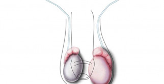 Медвежьи тайны: Узнаем увлекательные факты о нашем мохнатом соседе