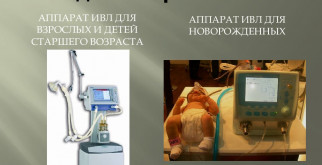Тетеревятник: удивительный ястреб и его стоимость на различных рынках
