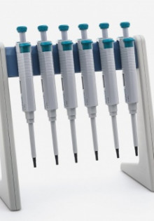 Большая синица: удивительный мир пернатых и их повадки