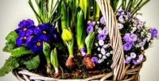 Цветы в корзине: популярные композиции