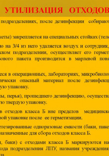 Алкогольные коты: мифы и реальность пушистых любителей «взбодриться»
