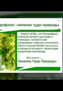 Зачем принимают жидкий хлорофилл?