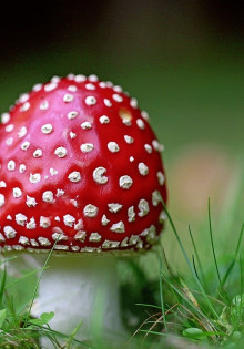 Гориллы: Великаны джунглей с сердцем нежнее, чем думаешь