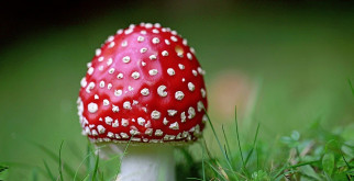 Гориллы: Великаны джунглей с сердцем нежнее, чем думаешь