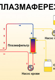 Что скрывает в себе кабан? Давайте узнаем о его высоте и других интересных фактах!