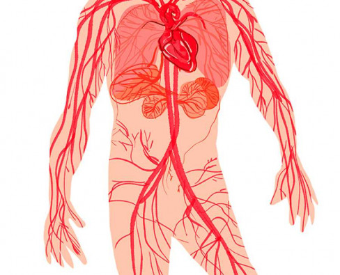 Венозная система человека: незаменимая транспортная сеть организма