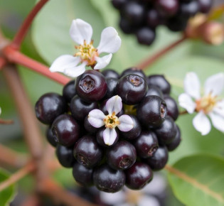 Бузина Иммуно: что это за фитокомплекс и зачем он нужен