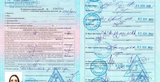 Двурогий носорог: Гигант с непростой судьбой