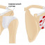 Особенности лечения коленных и плечевых суставов