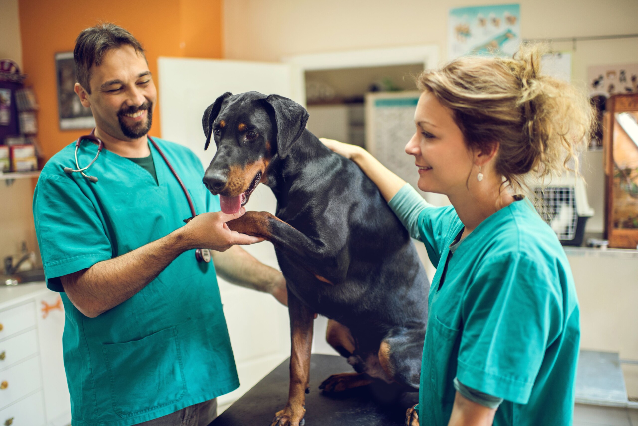Как найти хорошего ветеринарного врача?