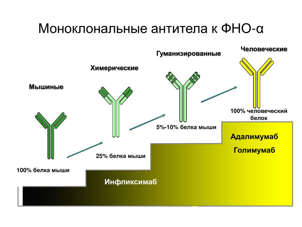 Моноклональные антитела к анатоксину: особенности