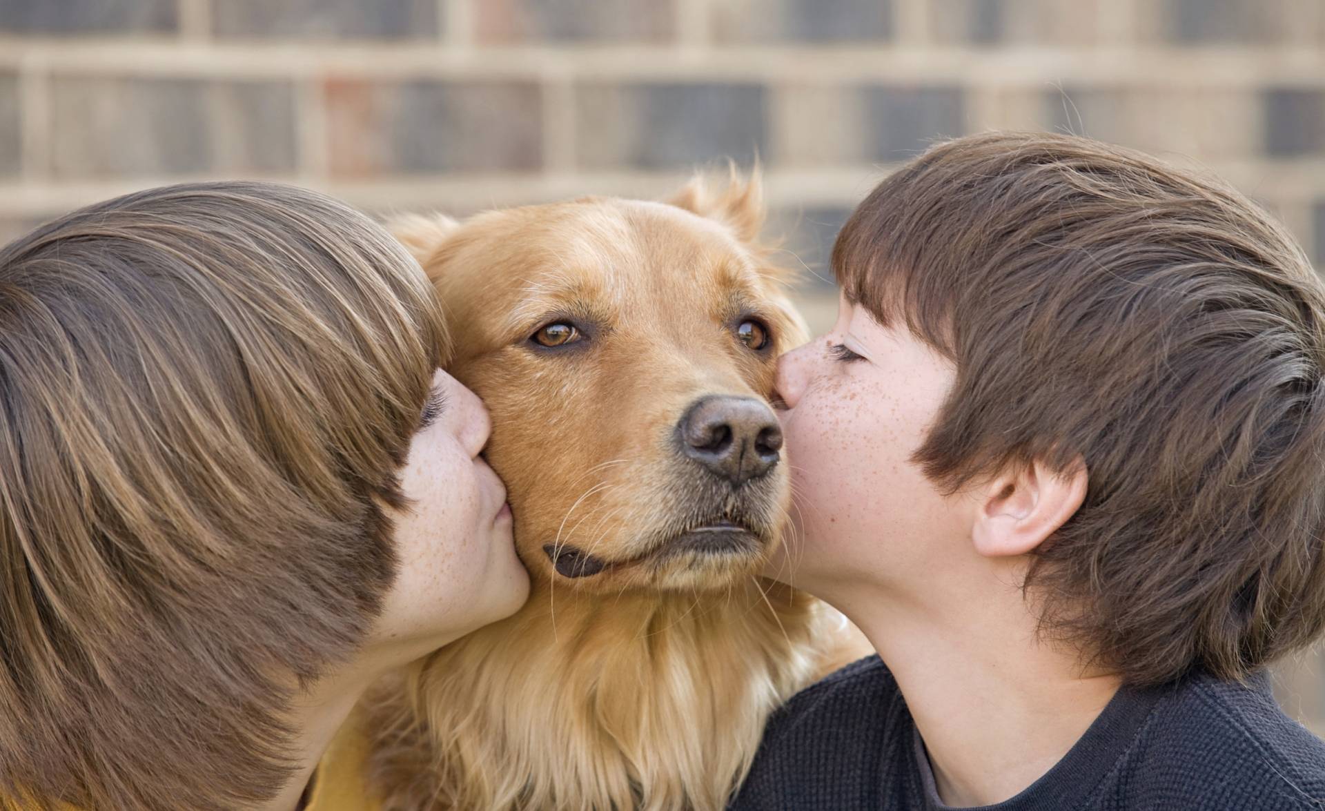 Любовь к собаке: история, особенности и причины ее возникновения